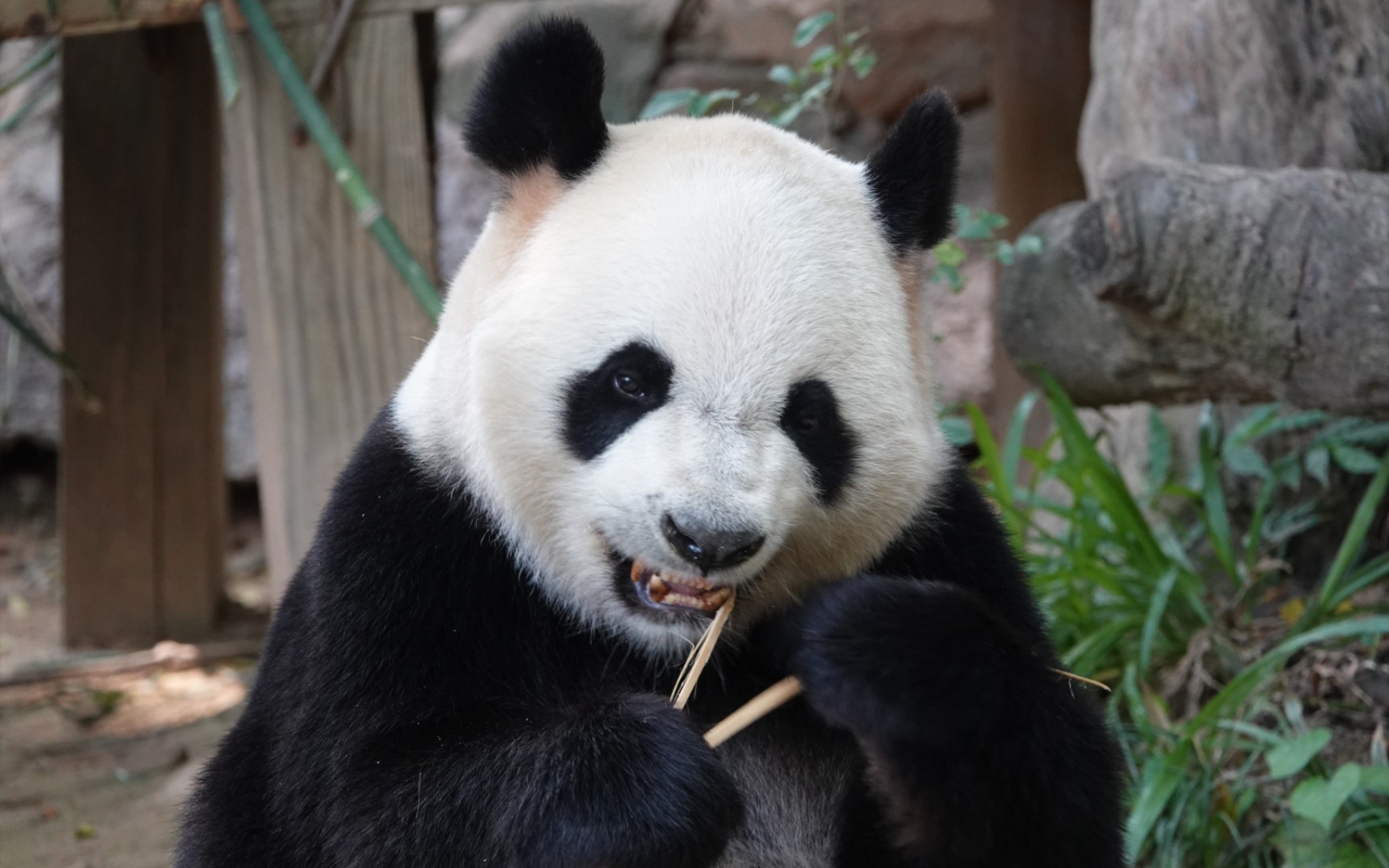 【长隆大熊猫萌萌】姐姐在木架上吃竹子美滋滋