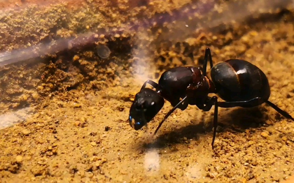 窄颈弓背蚁开箱