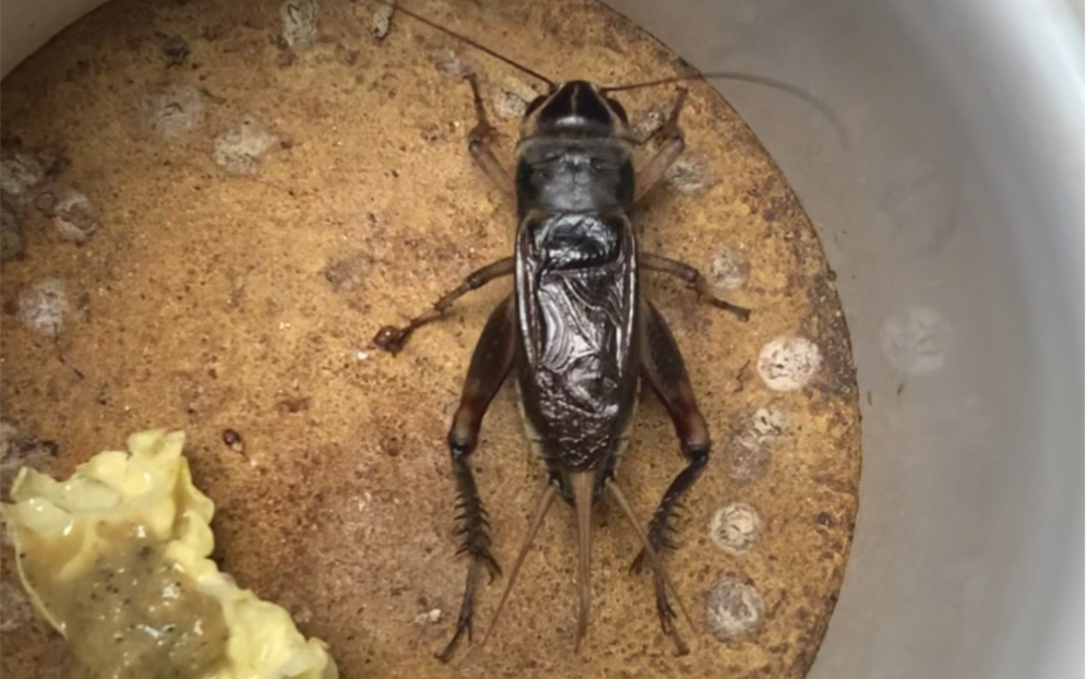 新一批油葫芦已经羽化成虫,数量不多,需要的朋友联系