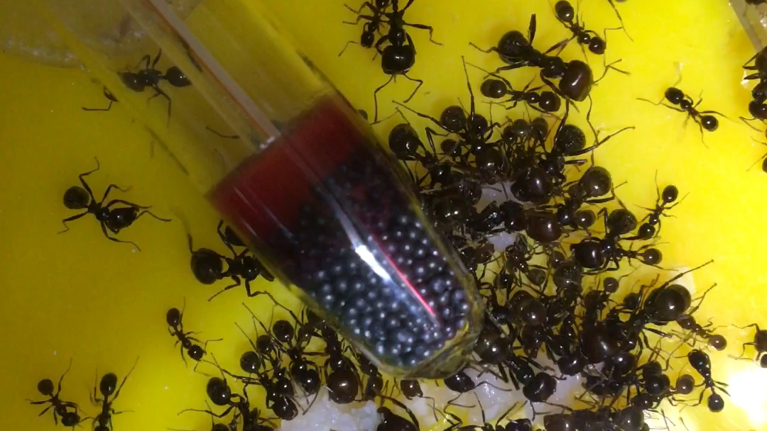 养了半年的原生收获蚁