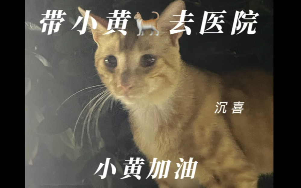 我们带救助的小黄猫咪𐟐ˆ去医院了.接下来的任务是陪伴小黄,帮助它上药膏.希望小黄猫咪的伤疤快快好起来.#我和流浪猫的故事哔哩哔哩bilibili