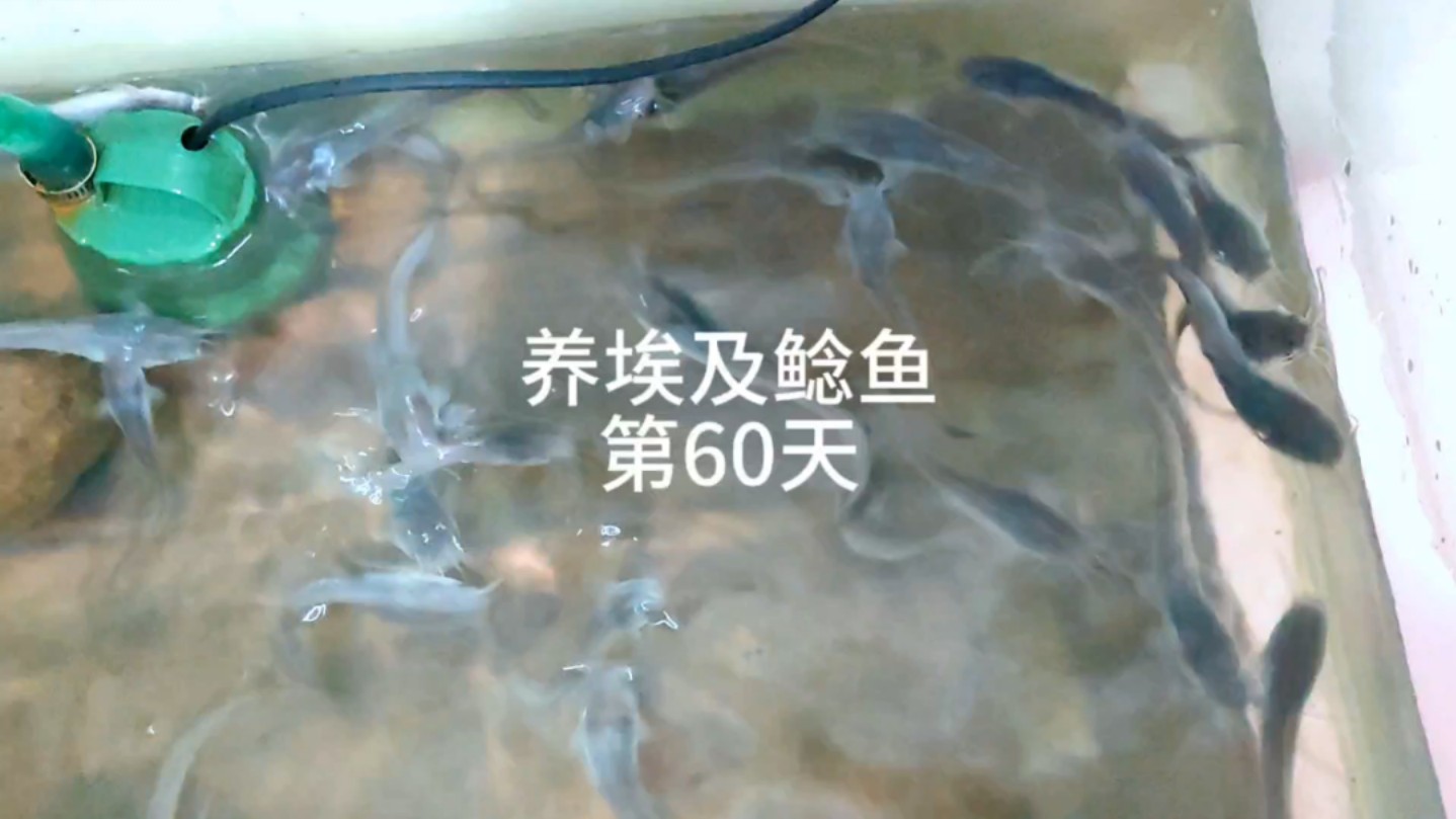 养埃及鲶鱼第60天.哔哩哔哩bilibili