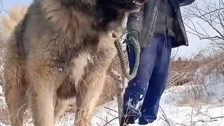 纯种大型护卫犬高加索牧羊犬俄罗斯护卫犬高加索牧羊犬猛犬高加索哔哩哔哩bilibili