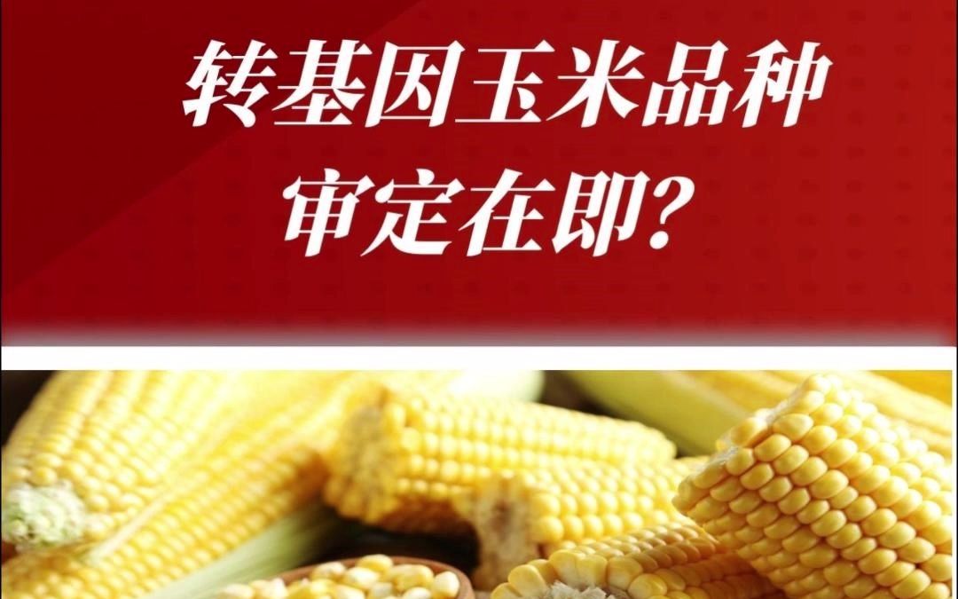 转基因玉米品种审定在即?