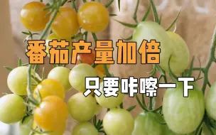 Download Video: 阳台番茄产量加倍秘诀，咔嚓一下！