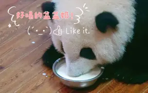 Tải video: 【大熊猫和花】重大视频流出！某花喝盆盆奶的高清大头录像来啦～