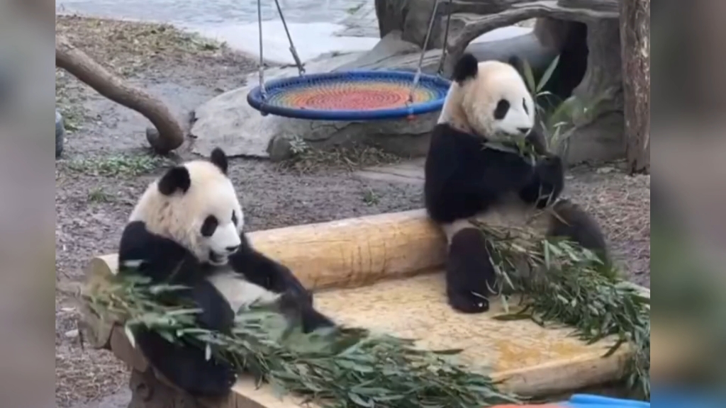 渝可渝爱 突然离这么远干饭 还以为吵架了呢 兄妹俩可是天下第一好!哔哩哔哩bilibili