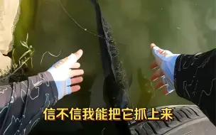 Tải video: 大家好看啊是它自己游进鱼护的。