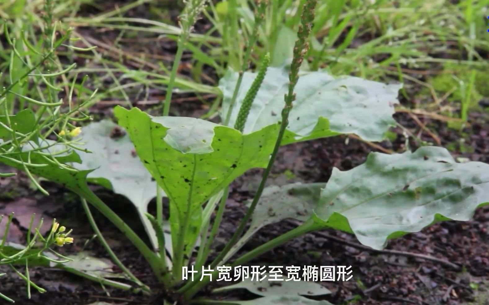 从诗经中款款走来的植物哔哩哔哩bilibili