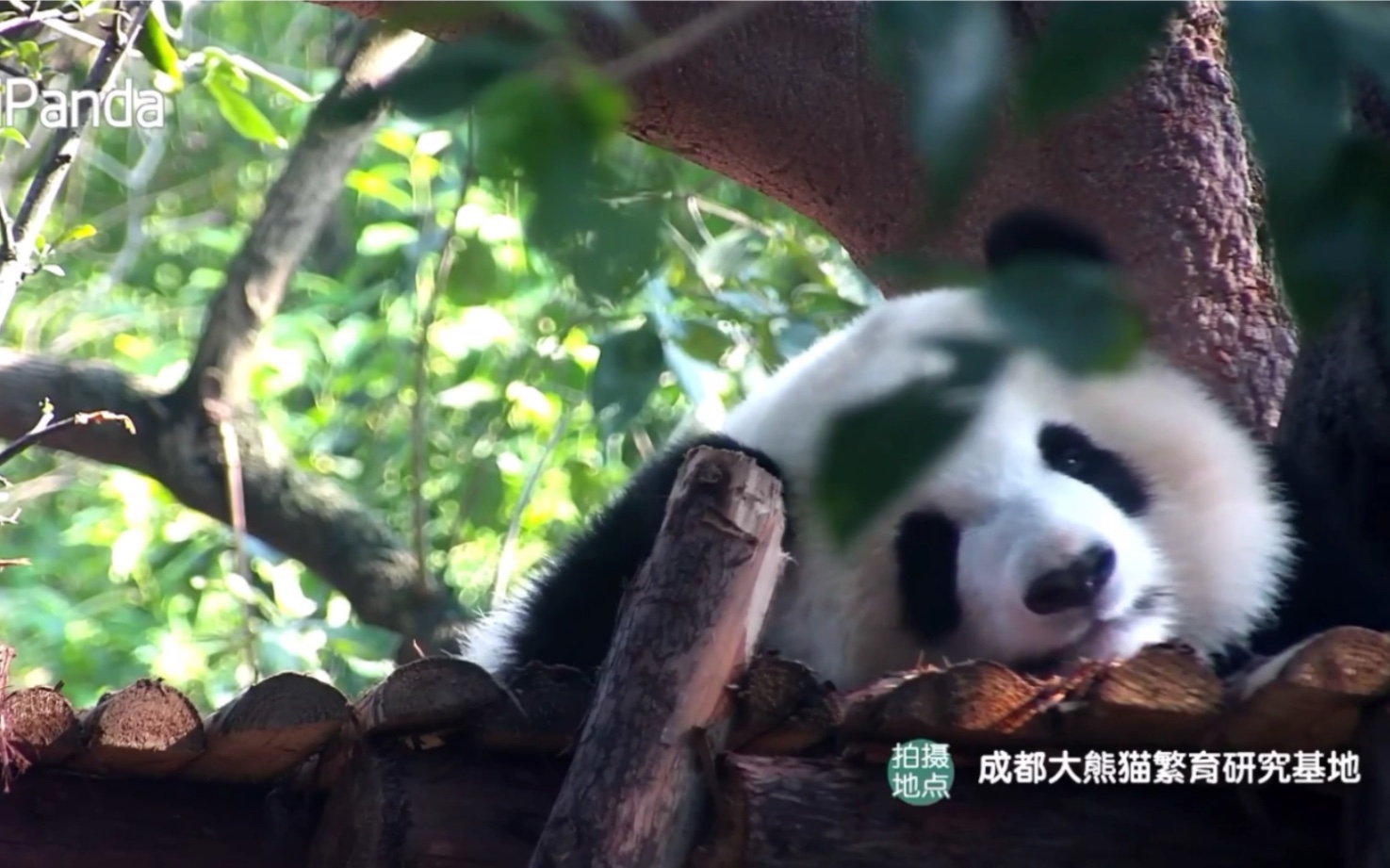 200828ipanda录屏大熊猫成浪萌死人的怼脸直拍