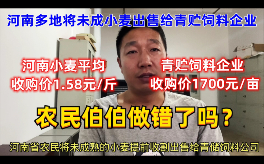 河南多地小麦用于青贮饲料,农民伯伯含泪道出实情,我们错了吗?哔哩哔哩bilibili