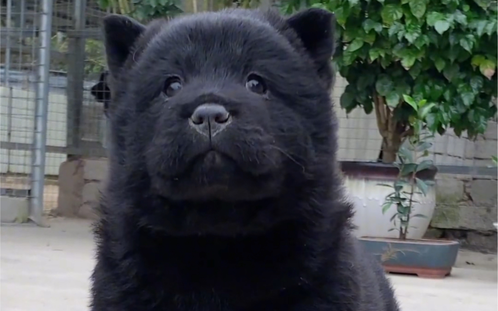 会消失术的五黑犬.