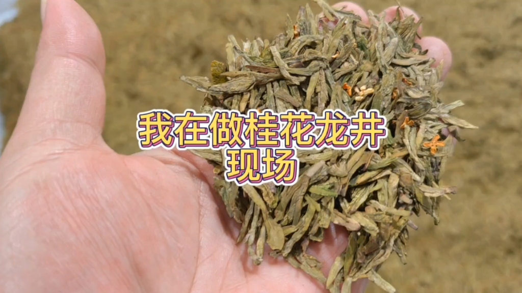 为什么做桂花红茶桂花龙井规模不能很大?因为桂花只有早上露水时哔哩哔哩bilibili