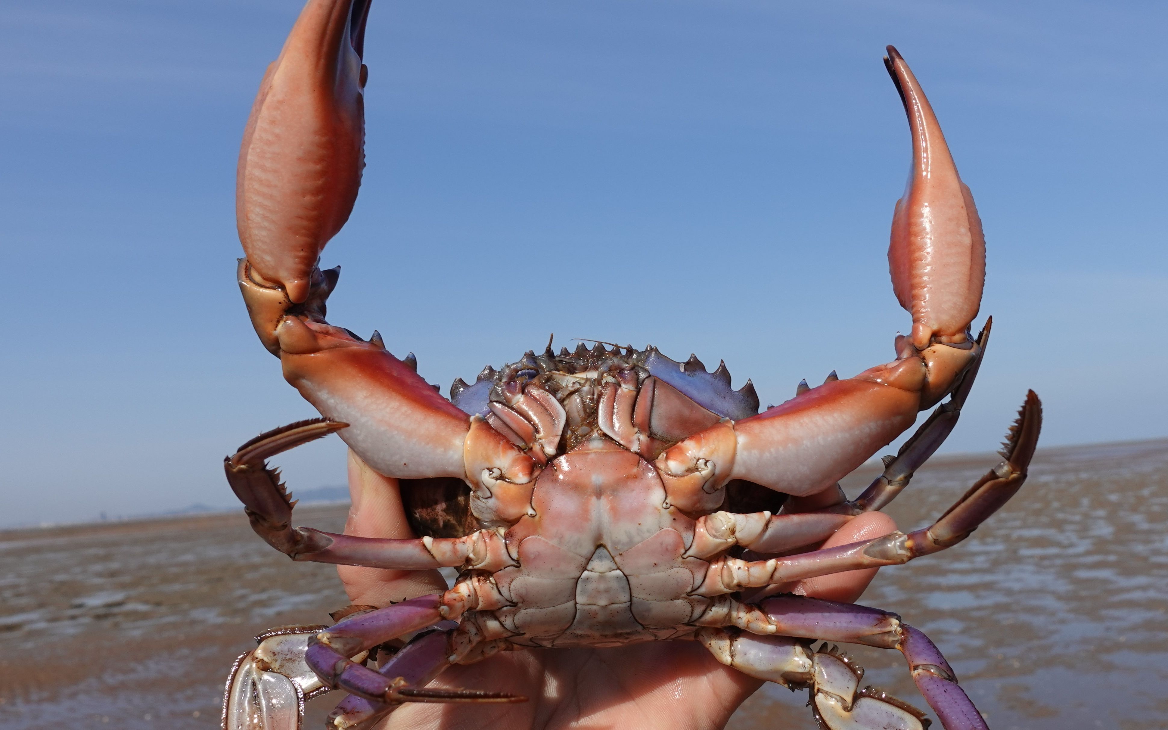 天气变暖 了假期也到了,跟这阳仔一起来海边抓大螃蟹吧!