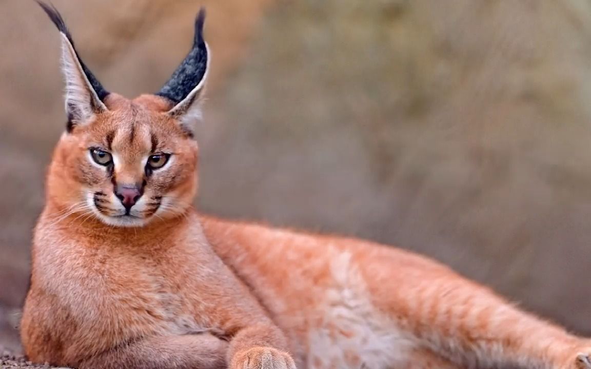 [图]十大罕见的猫科动物，每一种都是这样的特别和可爱，哈哈哈