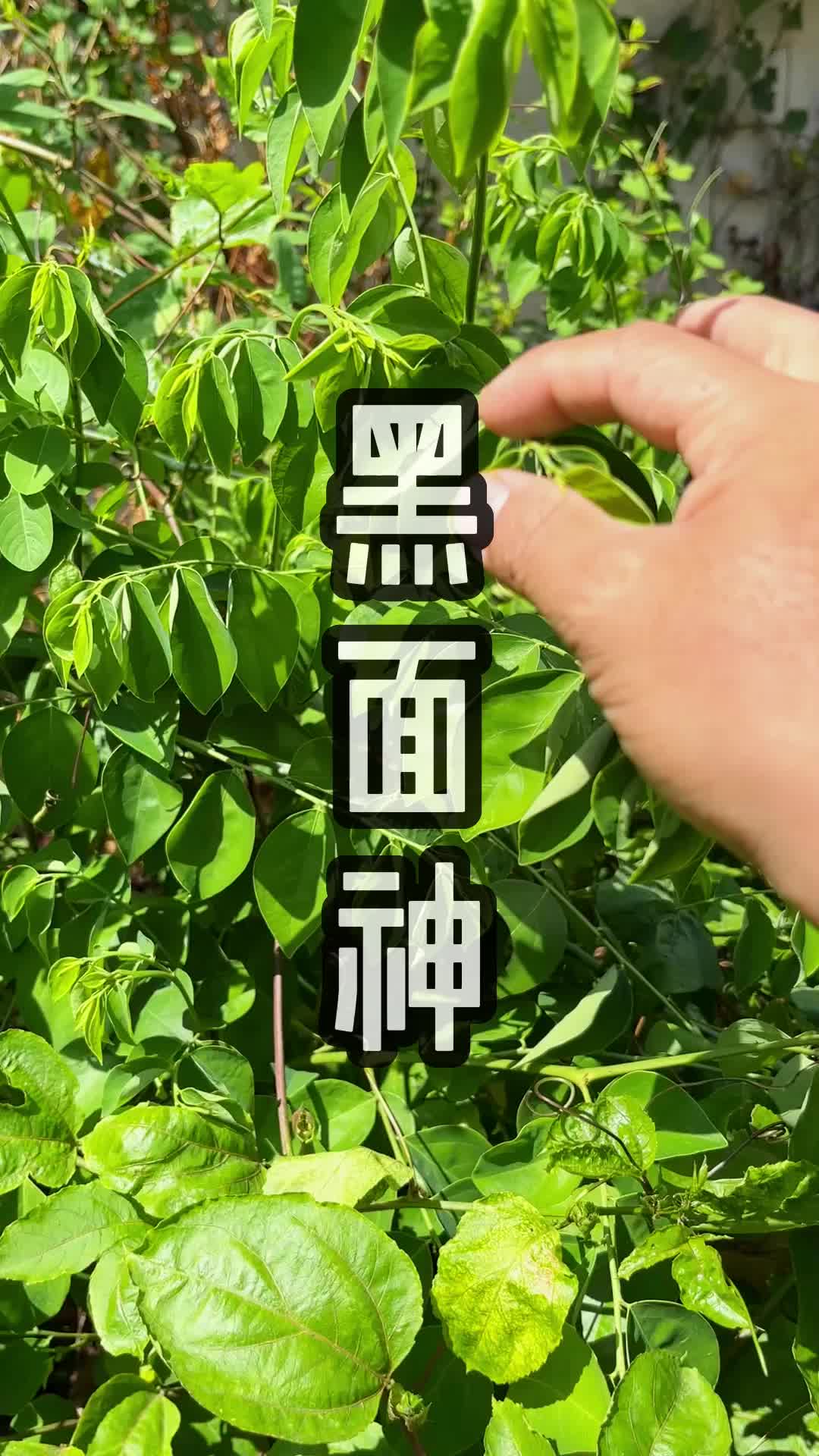 这种青草叫做黑面神#青草#三农#助农#潮汕