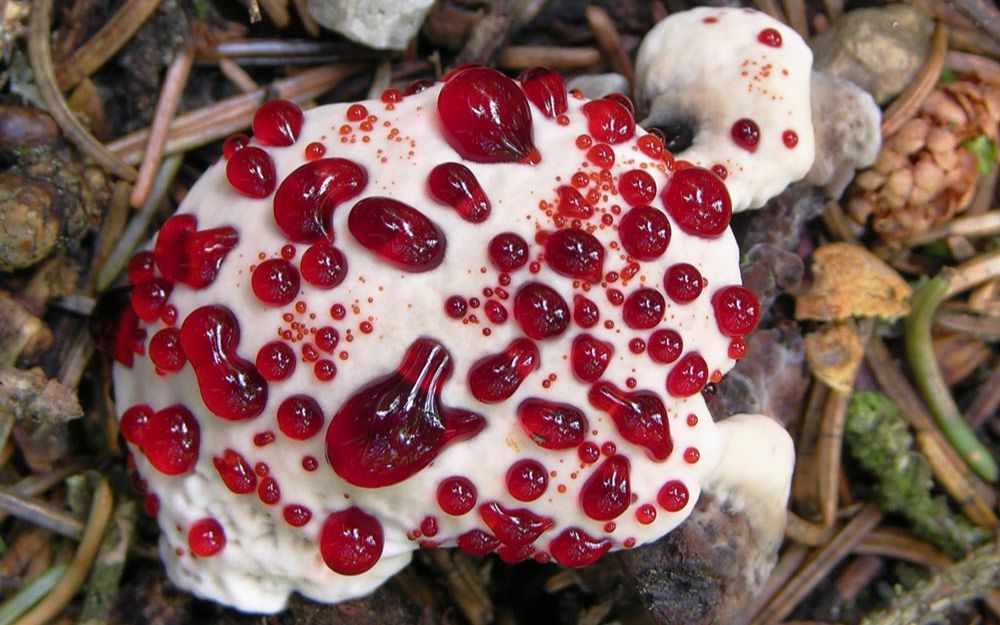 世界上最毒的蘑菇图片
