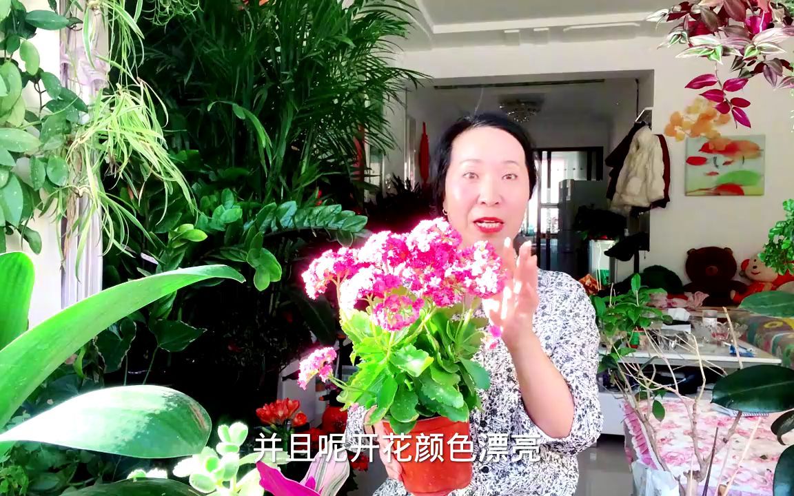 室内好养的花有哪些?哔哩哔哩bilibili