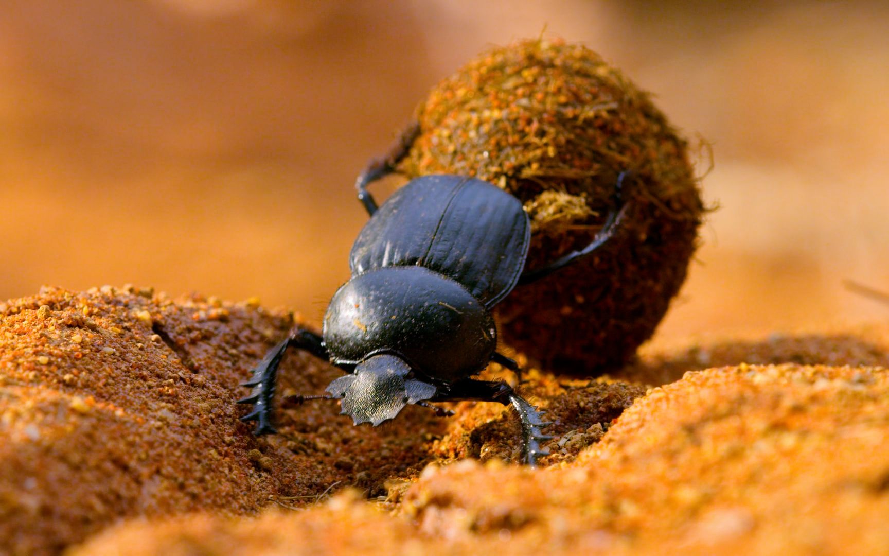 6分,完美展现小动物的生存,屎壳郎大哥是贯穿全集的笑点_哔哩哔哩