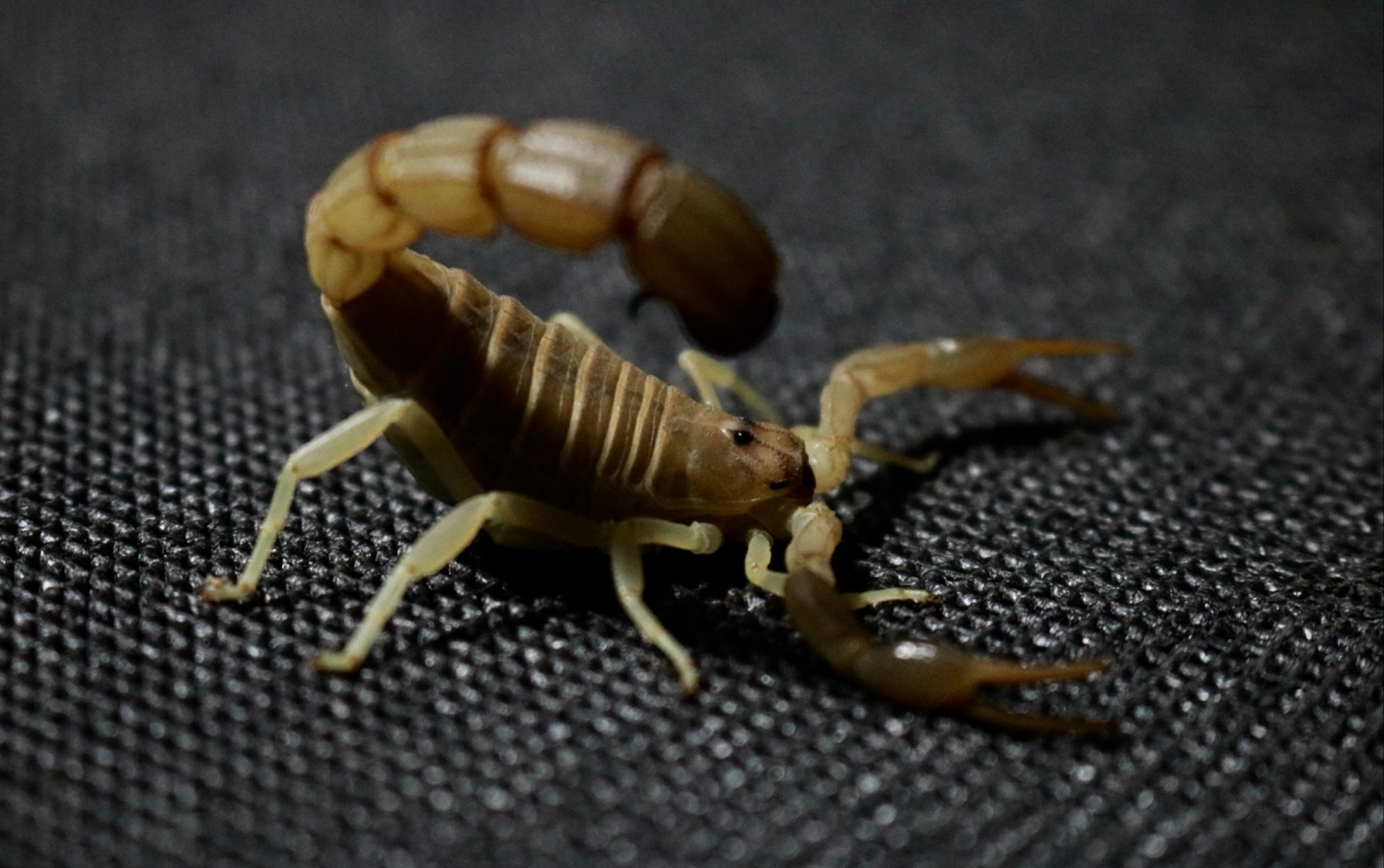 弹尾的突尼斯黄肥尾蝎