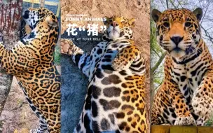 下载视频: 猫科动物都能长成“猪”