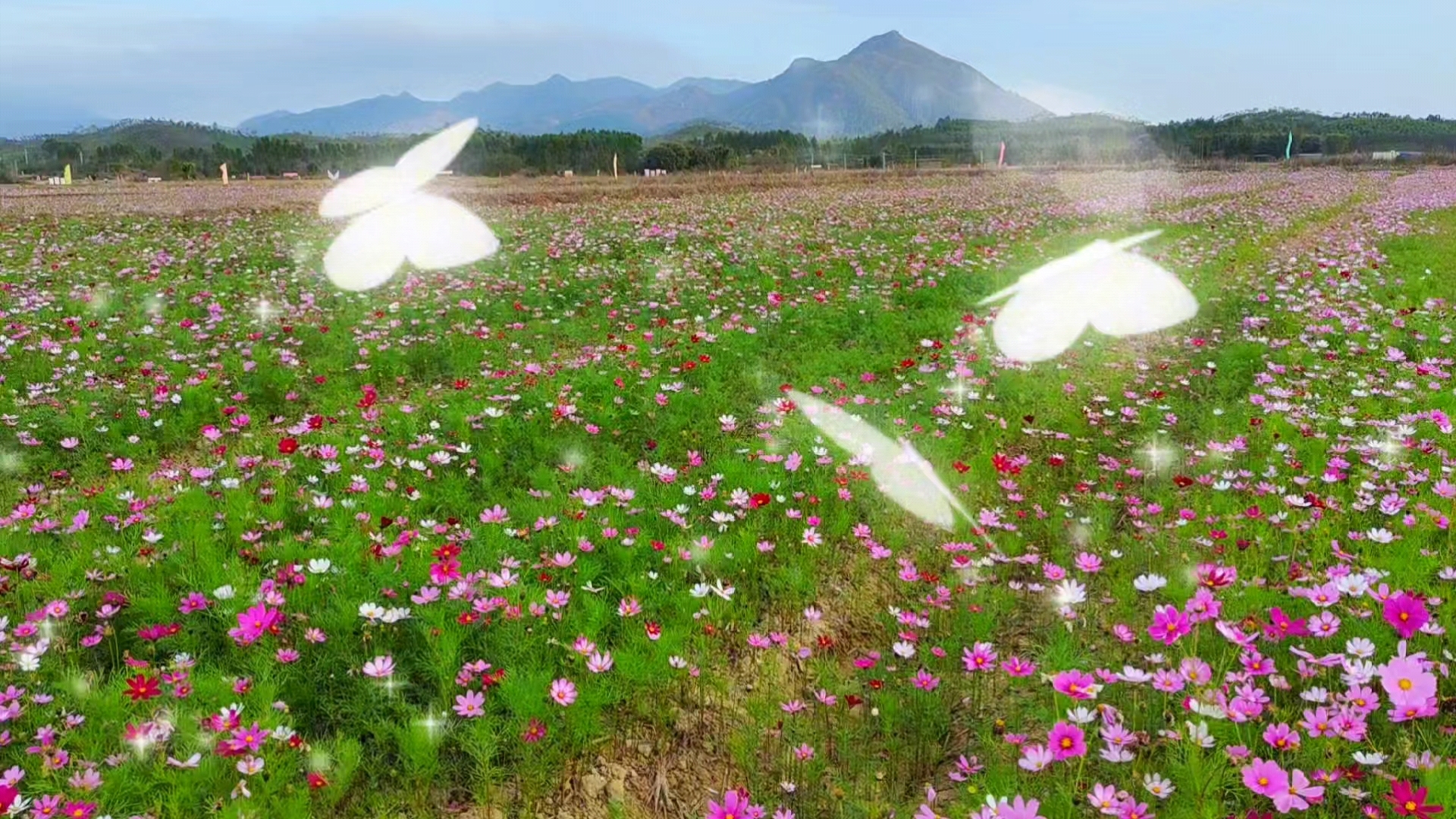 海丰县公平镇乐山花海 广东汕尾