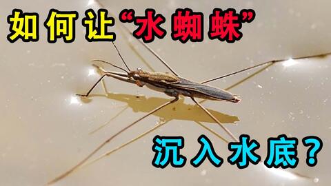 这就是科学的力量 我居然让水上行走的 水蜘蛛 沉入了水底 哔哩哔哩