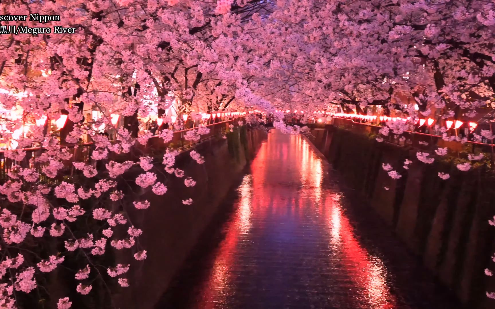 [图]4K日本夜樱花夜桜名所 京都 Kyoto 目黒川 上野公園 弘前公園 千鳥ヶ淵 桜坂 東