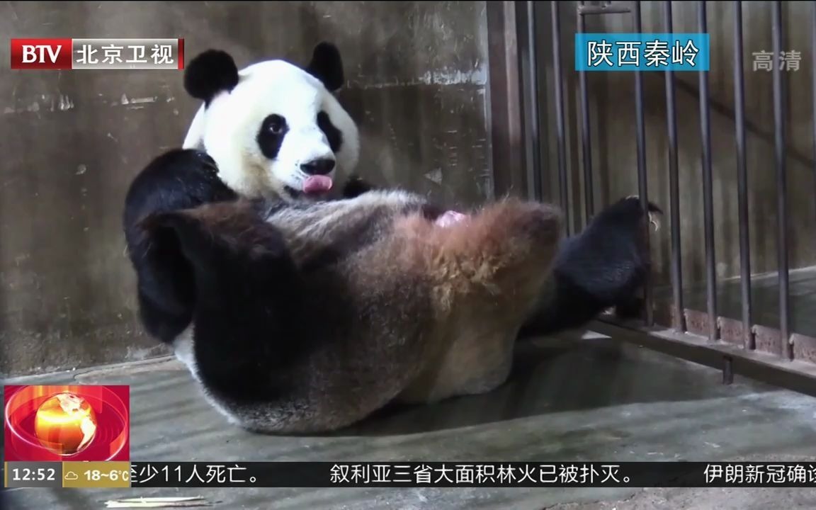 熊猫家族 视频在线观看 爱奇艺搜索
