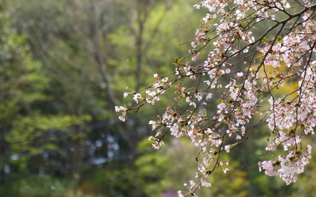 [图]4K Cherry blossom of Mt.Yoshino 奈良吉野山 樱花