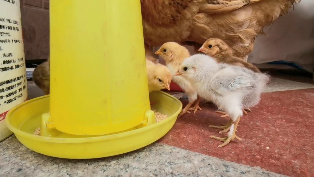 破壳两天的小鸡苗(坤坤)