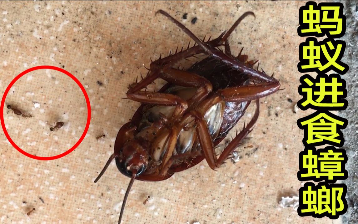 金色小蚂蚁疯狂进食大蟑螂!