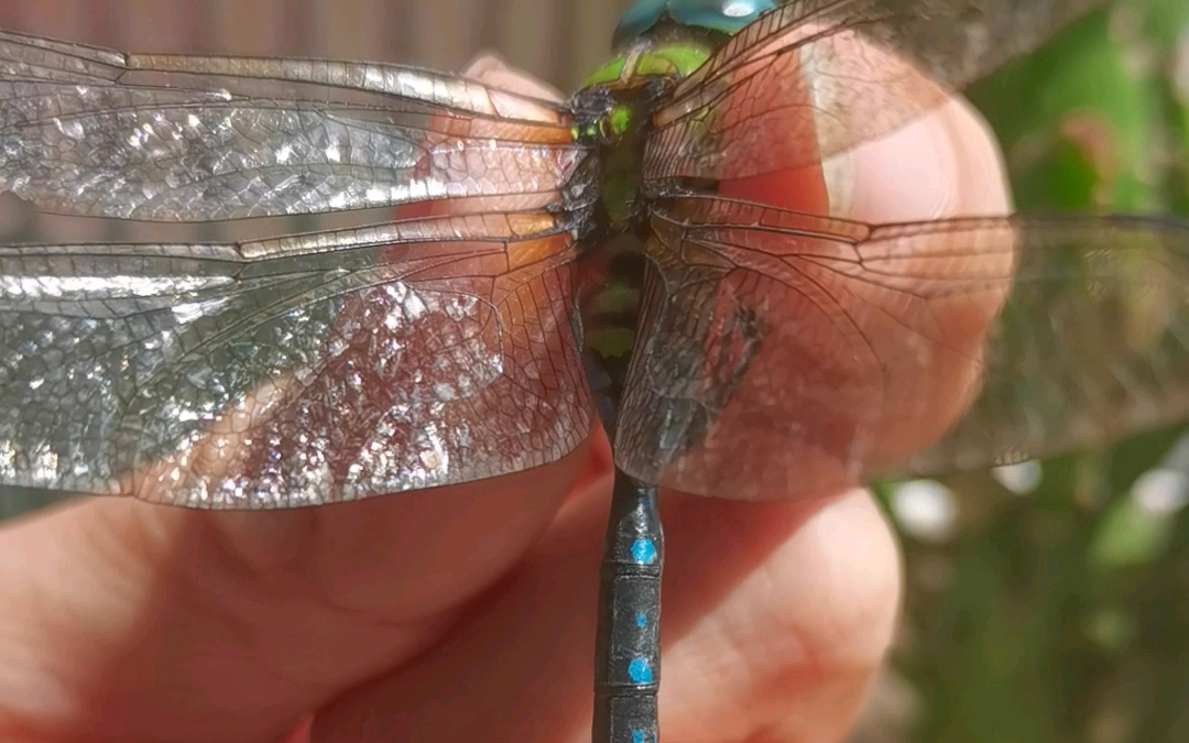 老熟的雄性黑纹伟蜓