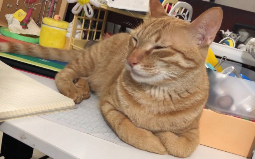 小猫咪揣手手