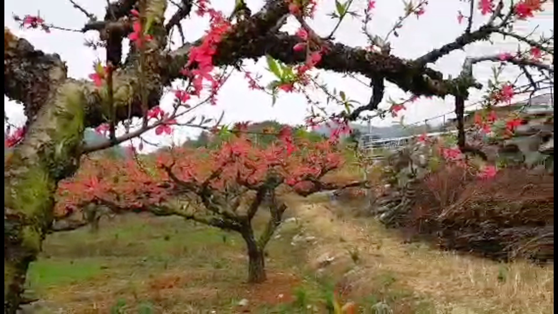 万朵桃花开,游河源连平县黄泥塘鹰嘴桃种植基地.哔哩哔哩bilibili