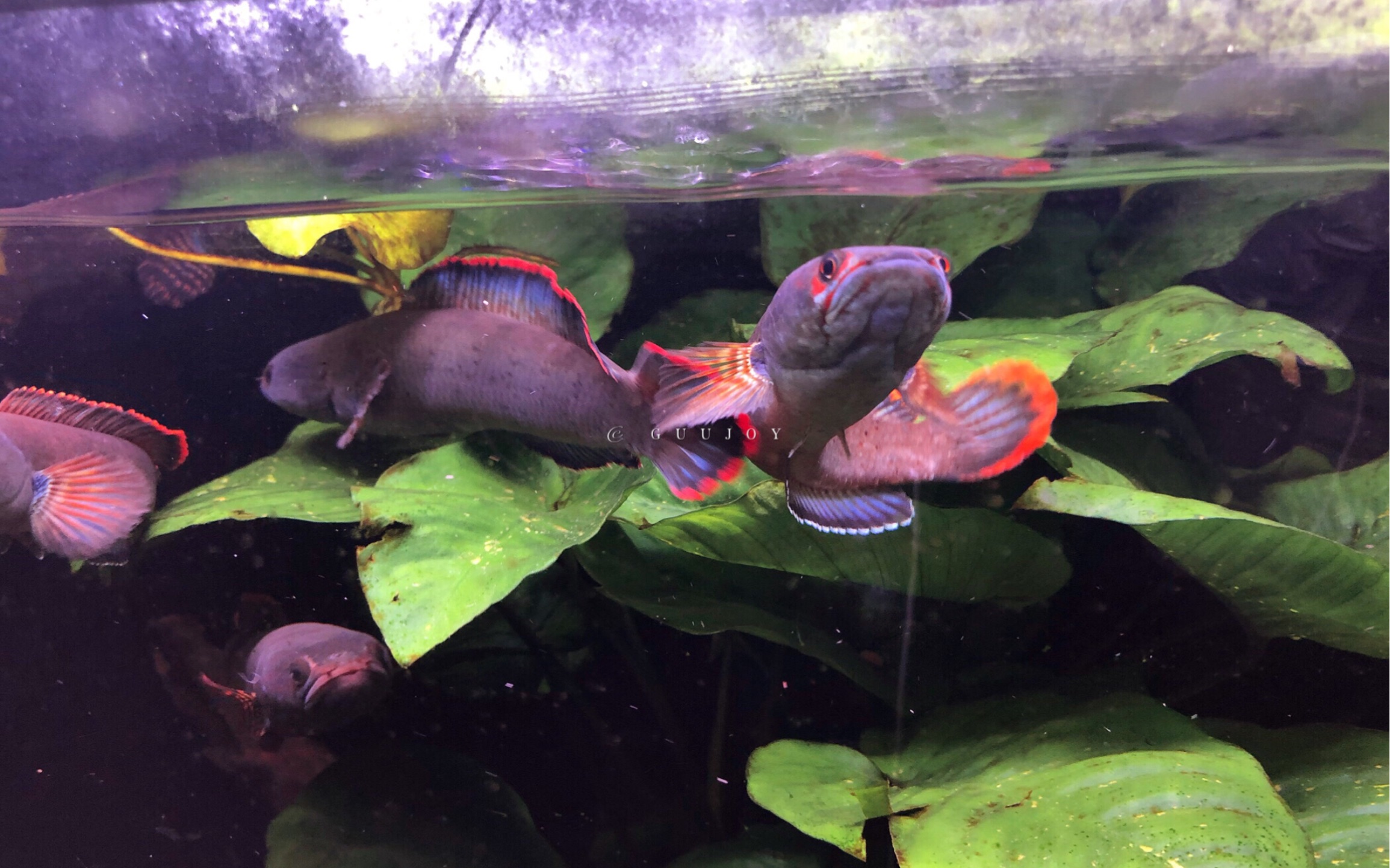 雷龙鱼大混养对血一对血二四条大七彩的吃货日常