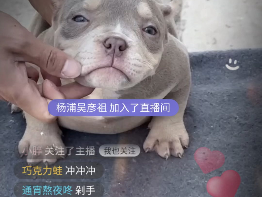 【黄弟犬舍】最新视频来袭,快来看看吧!哔哩哔哩bilibili