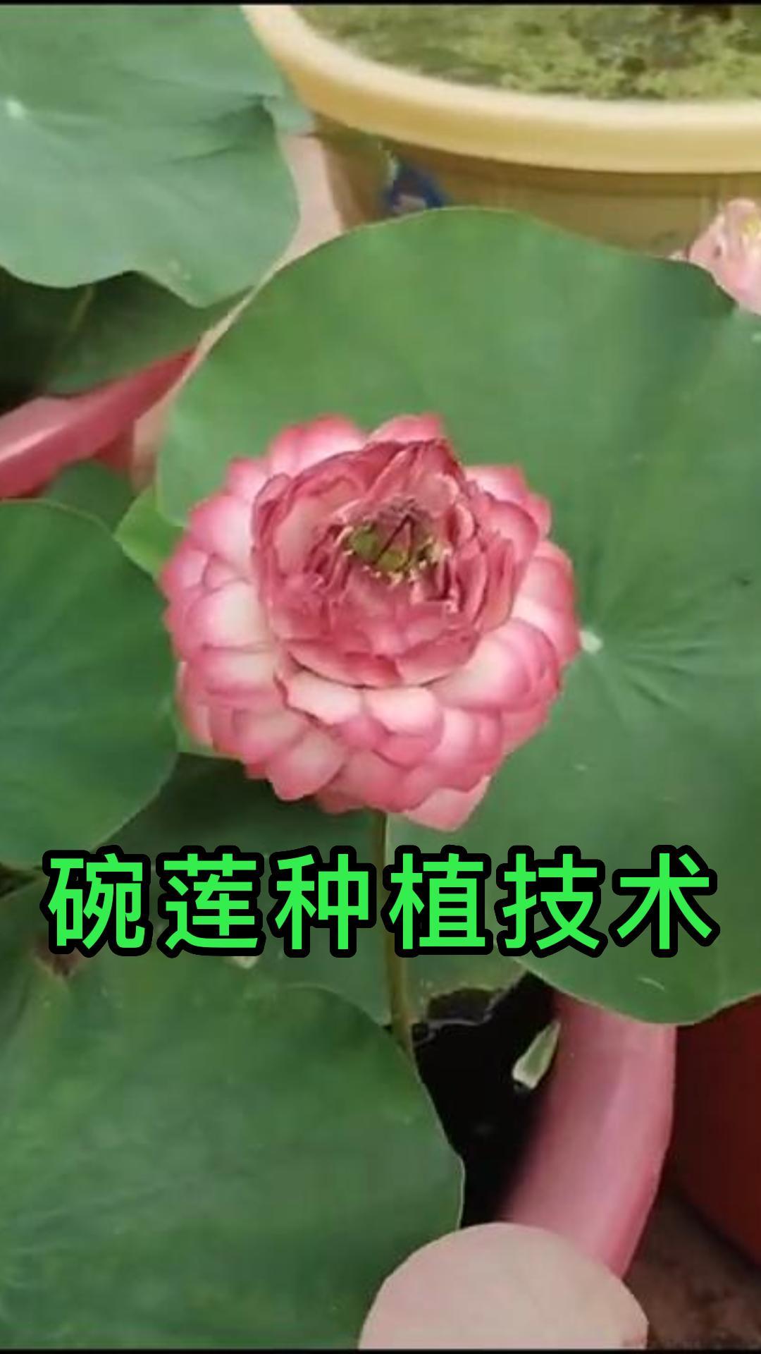 碗莲种植技术哔哩哔哩bilibili