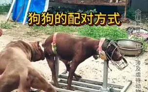 狗狗被人工配种