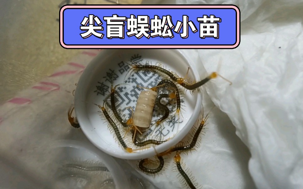 养窝尖盲蜈蚣小苗玩一下