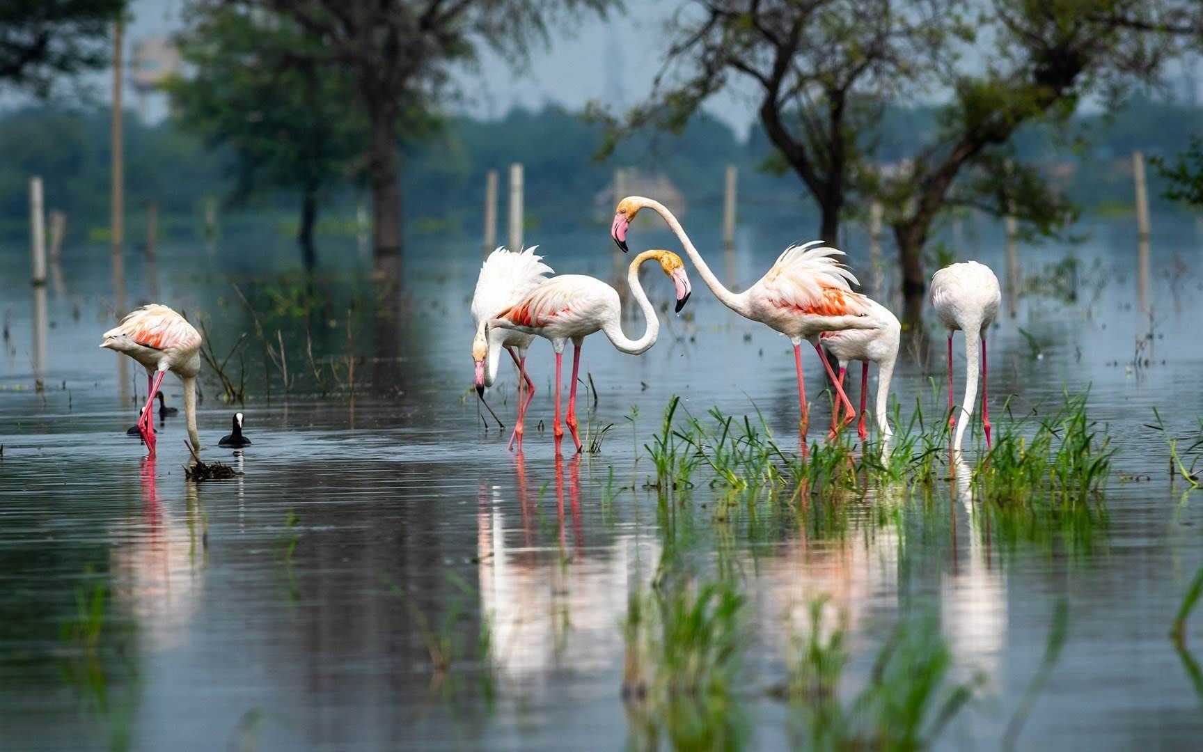 印度,拉贾斯坦邦,凯奥拉德奥国家公园中的大红鹳(08 sourabh bharti