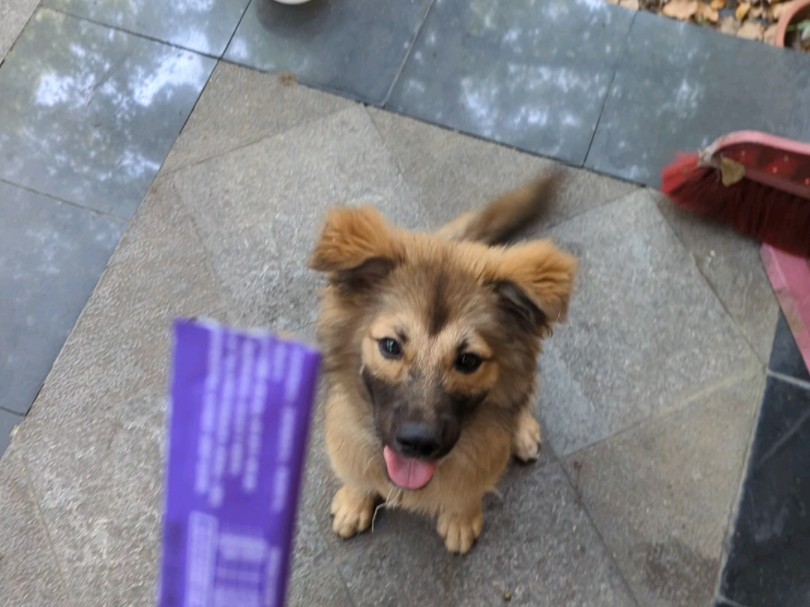 七夕节和公司楼下的狗子过