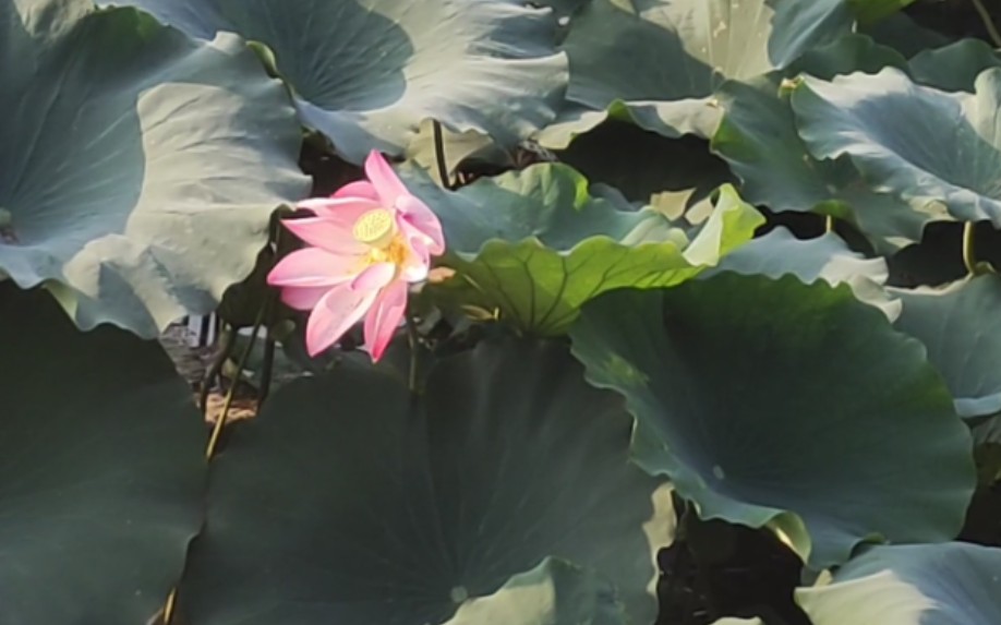 [图]夏末的水波盛开在荷叶上