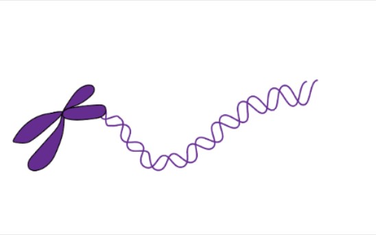 染色体&DNA双螺旋组合画法哔哩哔哩bilibili