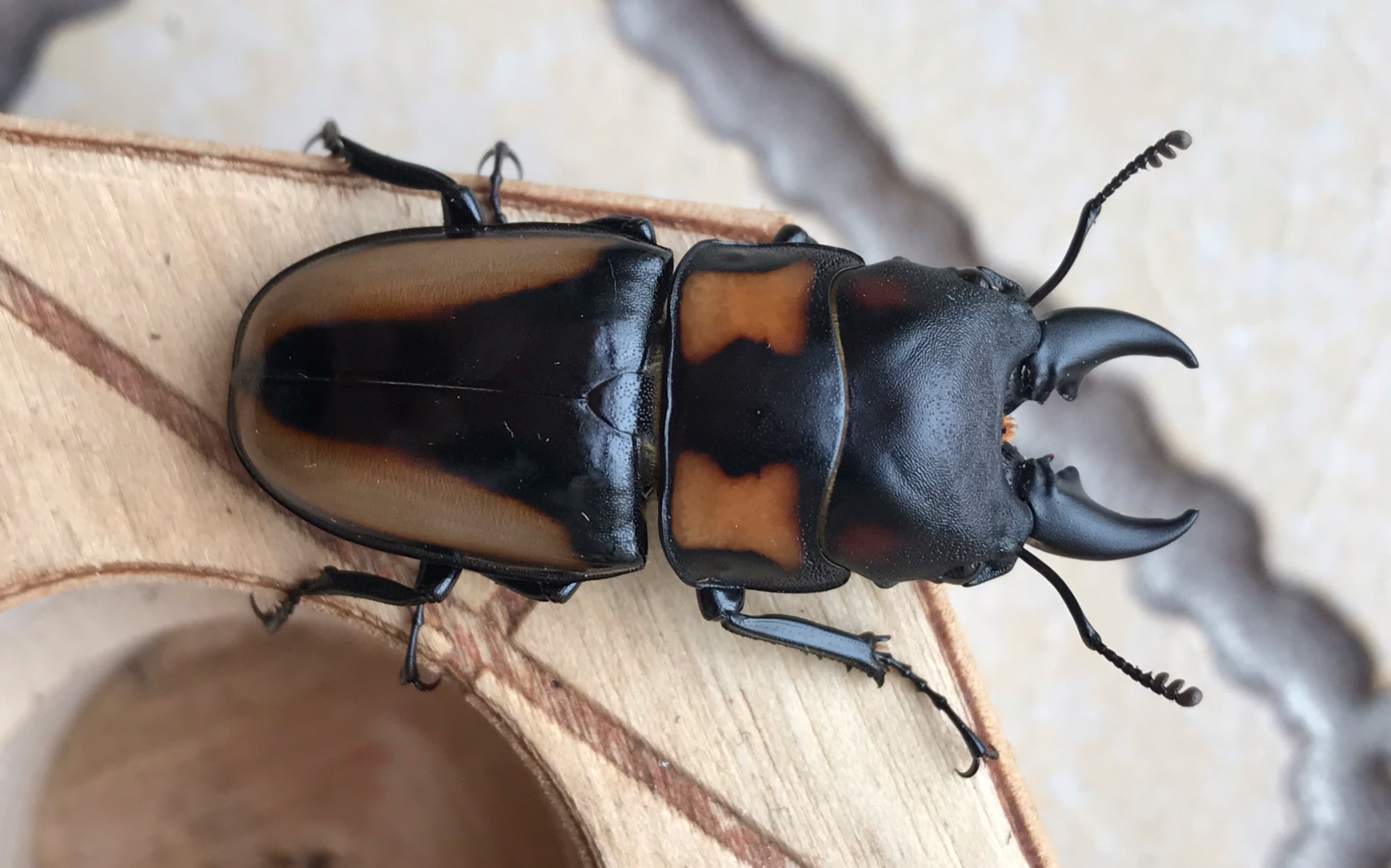 开挖黄纹锯锹甲产房 人工饲养昆虫_哔哩哔哩_bilibili