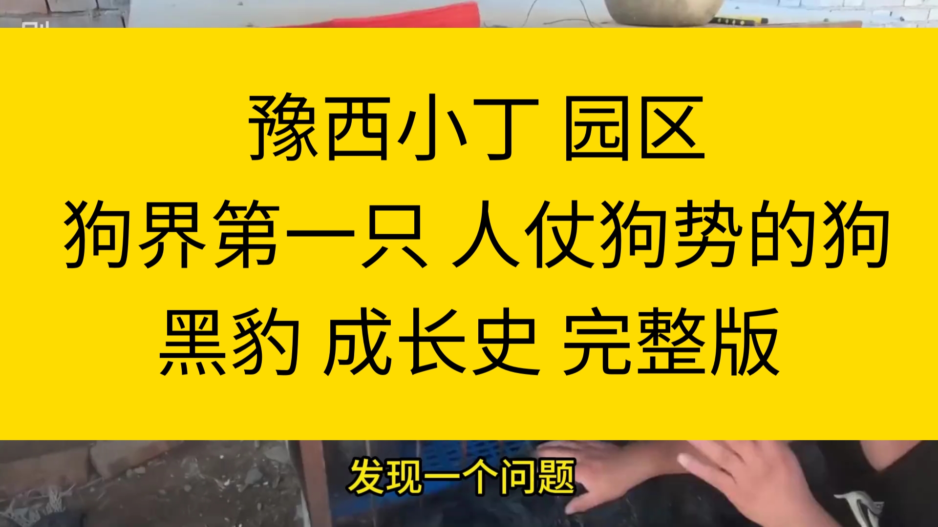 豫西小丁园区 狗界第一只 人仗狗势 的狗黑豹 完整成长史版哔哩哔哩bilibili