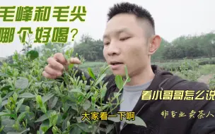 Download Video: 毛峰和毛尖绿茶哪个好喝？正宗四川雅安蒙山毛峰茶叶多少钱一斤？