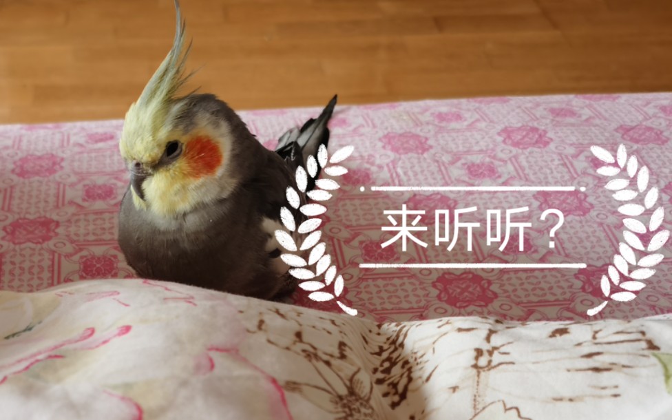 玄凤鹦鹉唱歌跑调版华为手机铃声