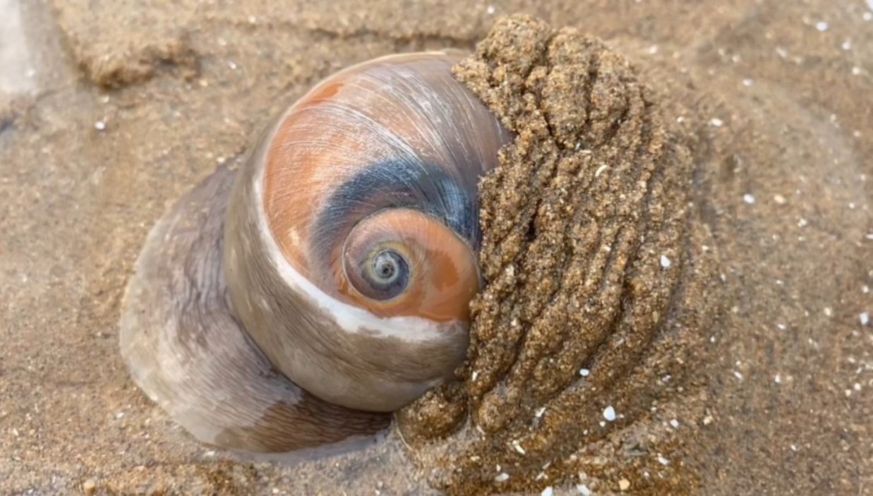 去海边赶海,抓到了猫眼螺,海参和月亮贝.还发现了一对小螃蟹