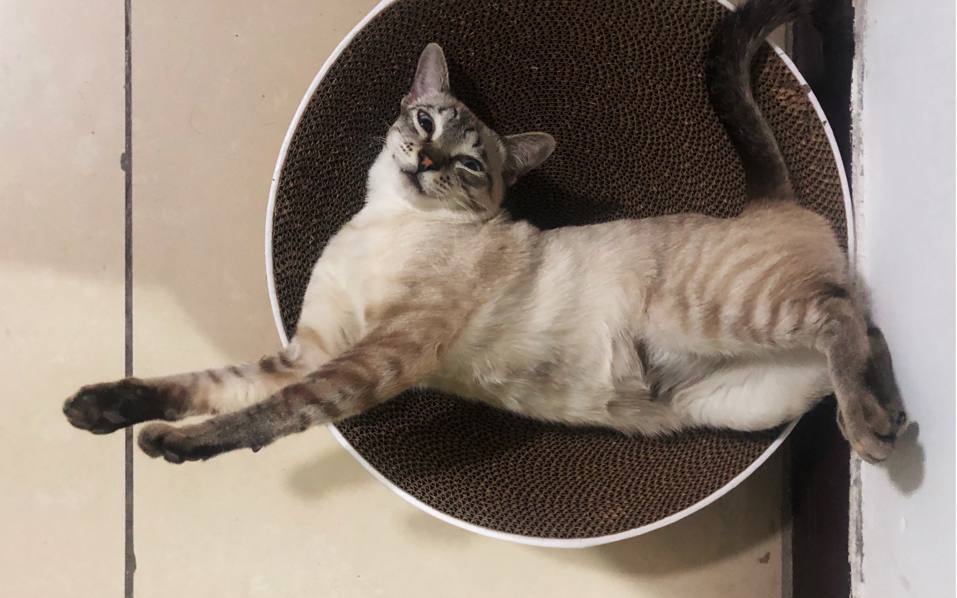 【虎斑暹罗猫】第一次看到富贵睁眼睡觉